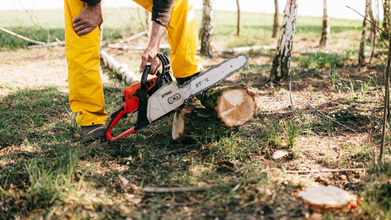 Professional Tree Service in Sugarmill Woods, FL